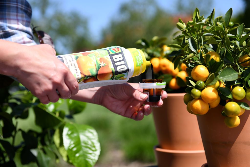 citrusi, Metrob