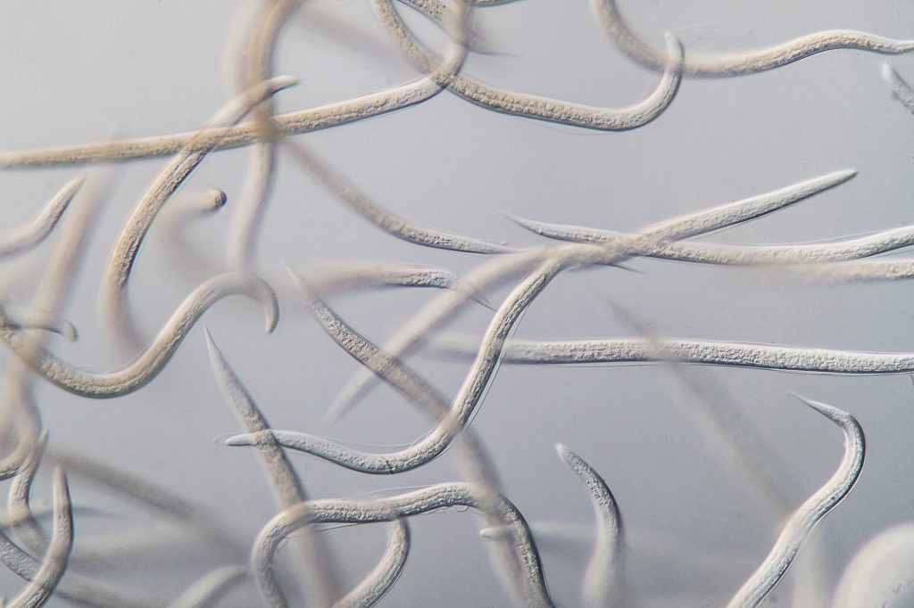 Nematode