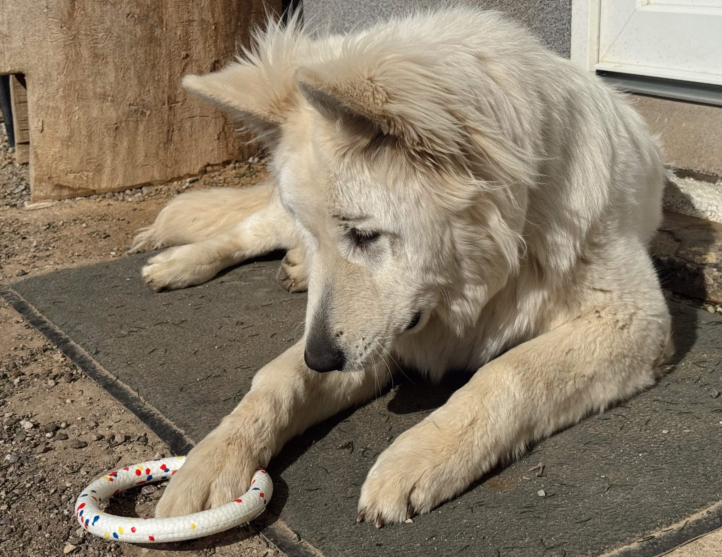 Spar, igrače za pse