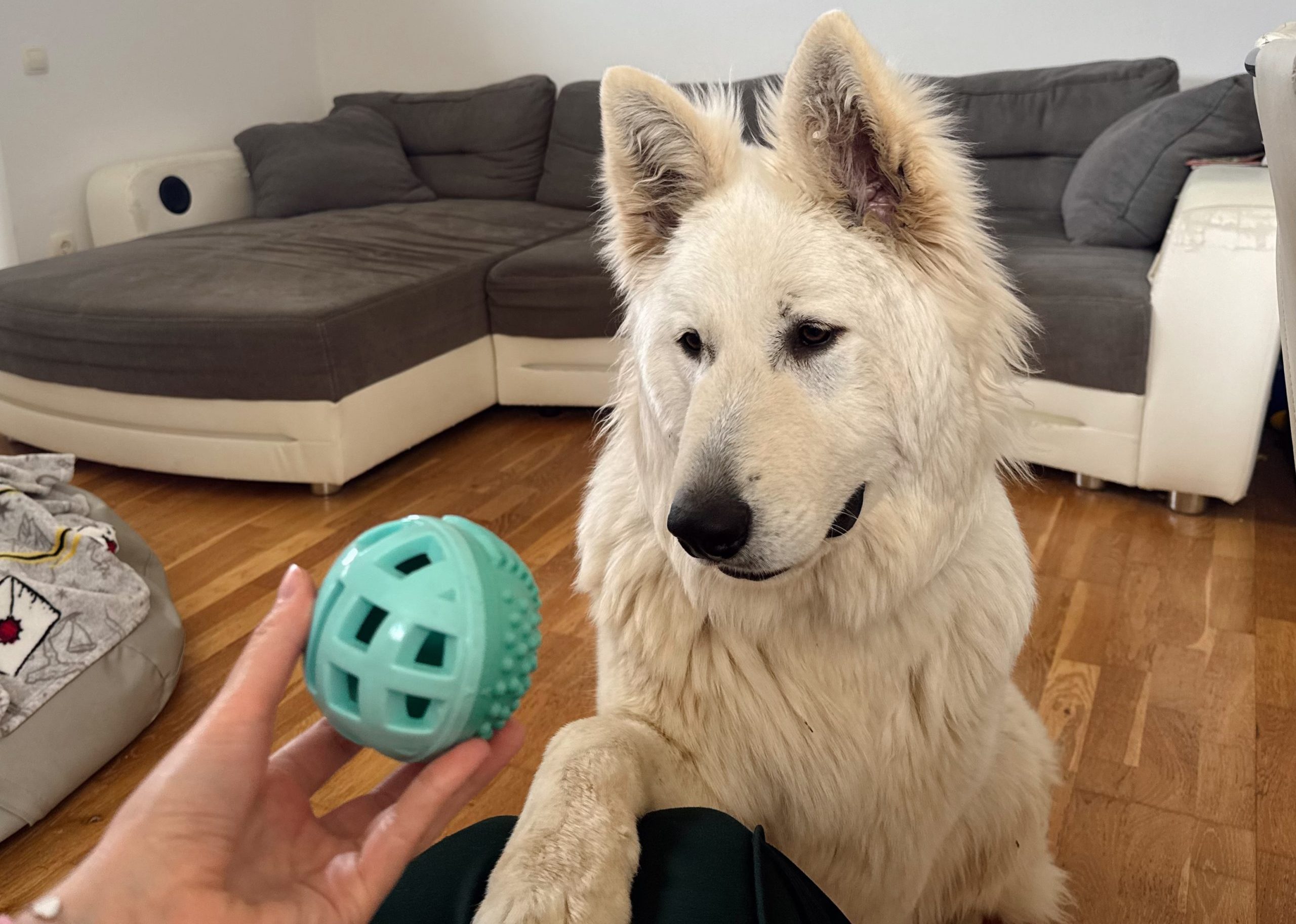 Spar, igrače za pse