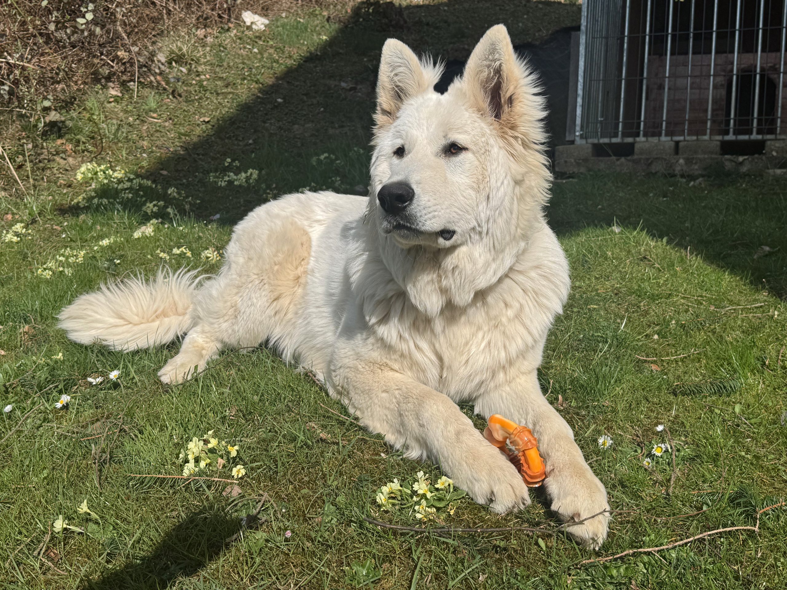 Spar, igrače za pse