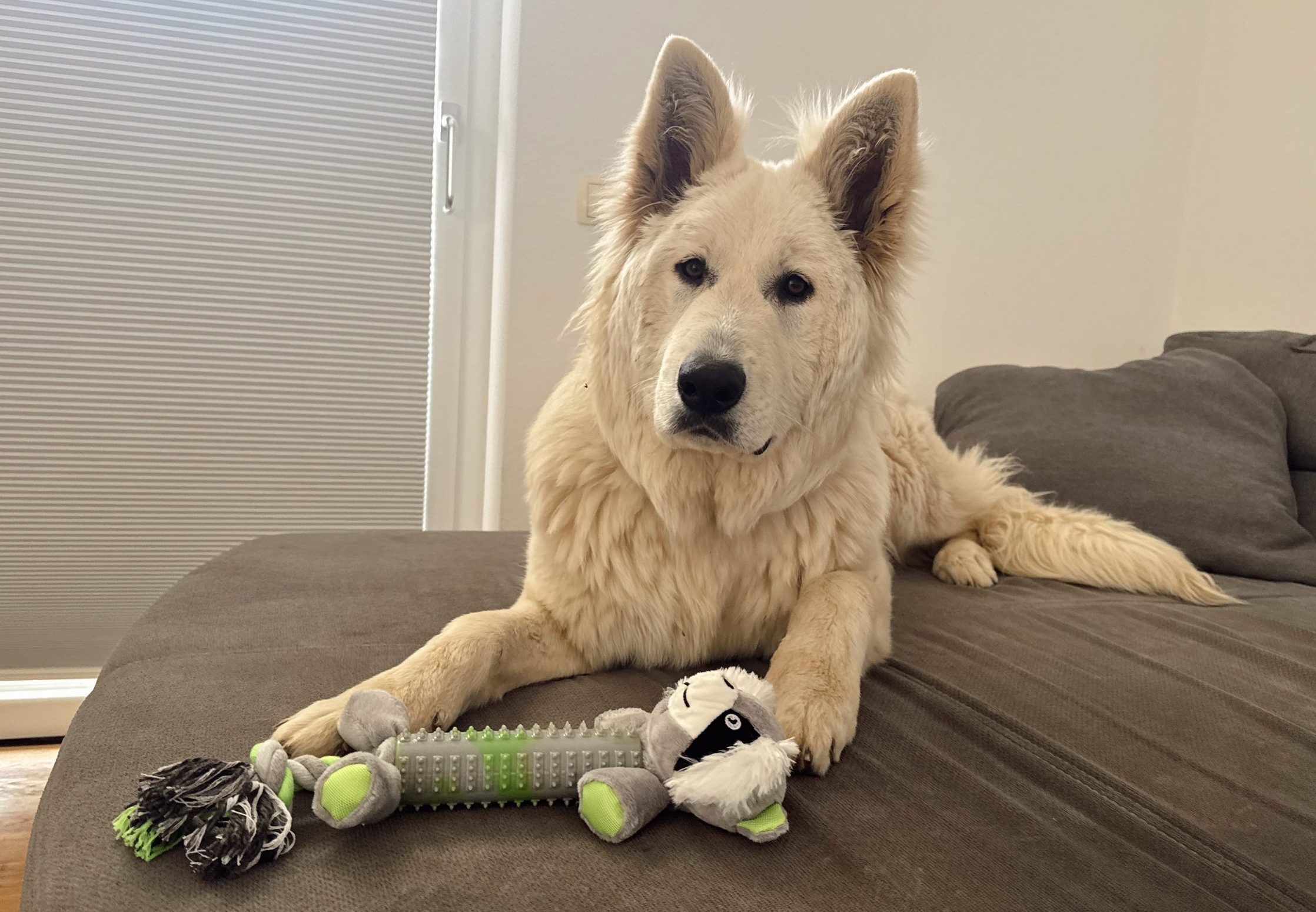 Spar, igrače za pse